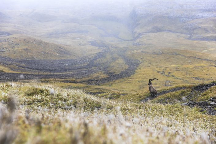 Endless Reverie - Photographie de bouquetin, bouquetin des Alpes, désert de platé