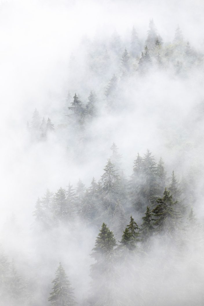 Photo foret, photo brumes, sapin dans la brumes, épicéa dans la brume, sapin et nuages, ambiance brumeuses, photo murale, décoration d’intérieur, haute-savoie, photographe, montagne, photo d'art, décoration sapin